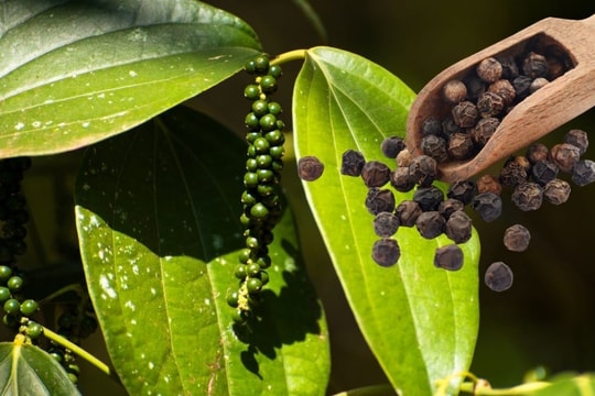 Cập nhật giá tiêu hôm nay 18/8: Tăng 3 tuần liên tiếp, dẫn đầu xuất khẩu sang Mỹ