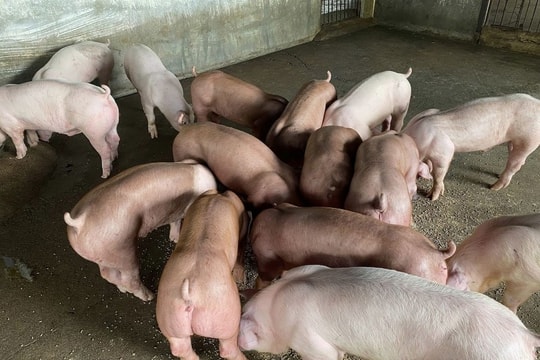 Giá heo hơi hôm nay 19/8: Miền Bắc – Miền Trung rớt giá, nhiều tỉnh mất mốc 60.000 đồng/kg