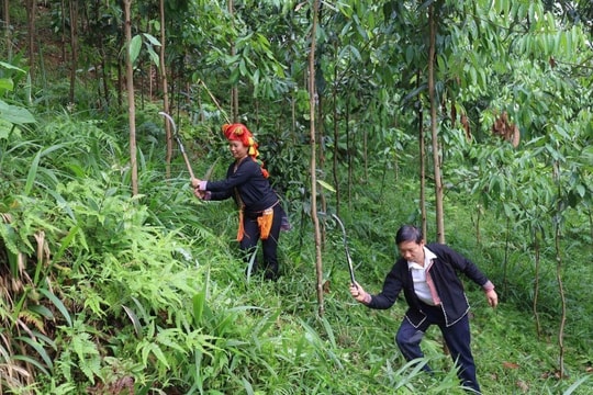 Nông dân Lào Cai không dùng hóa chất, nuôi dưỡng "kho báu xanh" đem lại thu nhập trăm triệu mỗi năm