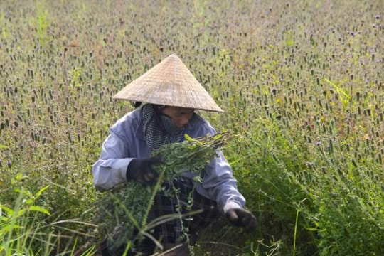 Lúa kém hiệu quả, nông dân Nghệ An chuyển sang làm giàu từ thứ có đầy ở quán nước vỉa hè