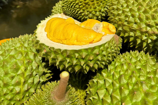 Giá sầu riêng hôm nay 25/10/2025: RI6 đẹp giữ giá cao nhất tại miền Tây