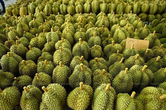 Giá sầu riêng hôm nay 19/8: Thái và RI6 đứng giá, quốc tế “nóng” với thương mại trực tuyến