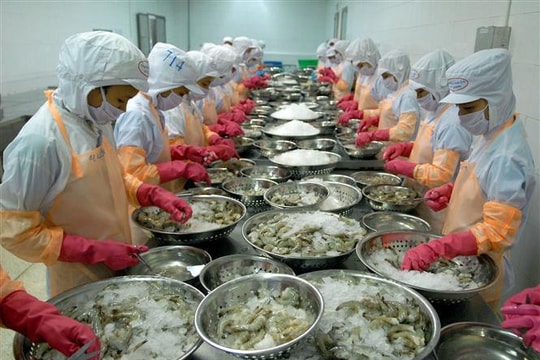 Tôm Việt có nguy cơ bị loại khỏi thị trường Mỹ, các doanh nghiệp xoay xở ra sao?