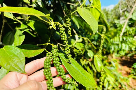 Cập nhật giá tiêu hôm nay 9/9: Tây Nguyên trên đỉnh, nhập khẩu tăng kỷ lục