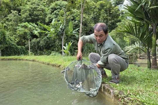Nông dân Thanh Hóa U70 trở thành "đại gia" nhờ thứ đặc sản sông Mã