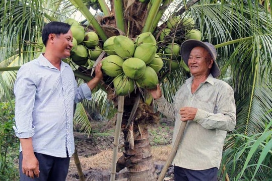 Giá tăng cao gấp 3 lần, nông dân Vĩnh Long tìm thấy con đường làm giàu xanh từ thứ quả "đặc sản", thu về hàng trăm triệu
