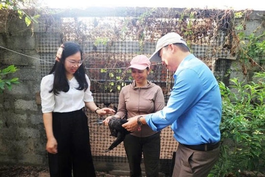 Nông dân Quảng Trị mạnh dạn nuôi giống gà "lạ mắt, lạ thịt", sau 3 tháng đã chạm ngưỡng thu nhập trăm triệu