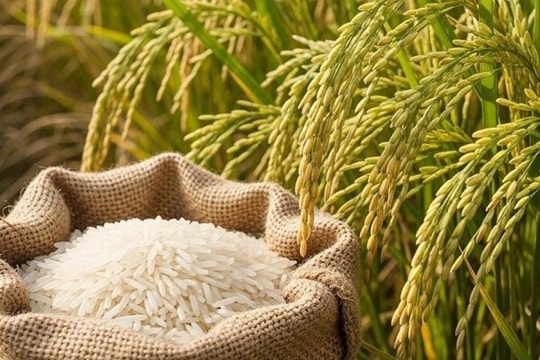 Giá lúa gạo hôm nay 21/8: Thị trường nội địa hạ nhiệt, xuất khẩu tiếp tục giữ vị thế cao