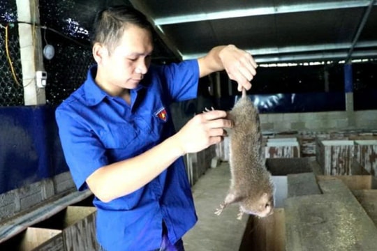 Nuôi loài ăn tre nứa, sống trong hang, nông dân Thái Nguyên tìm ra bí quyết làm giàu mới