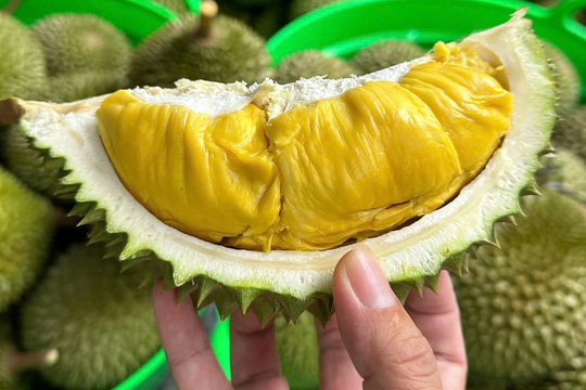 Giá sầu riêng hôm nay 28/10/2025: Thị trường lặng sóng, loại đẹp vẫn giữ giá cao