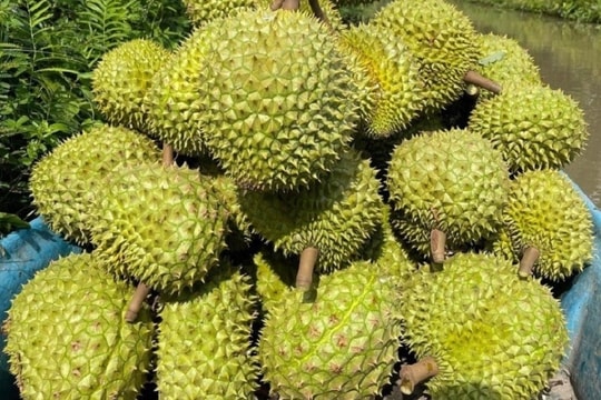 Giá sầu riêng hôm nay 21/8: RI6, Thái giữ giá, Malaysia đẩy mạnh xuất khẩu sang Trung Quốc