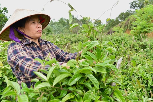 Không ngờ từ ý tưởng của một trưởng thôn, nông dân một vùng ở Phú Thọ bứt phá đổi đời