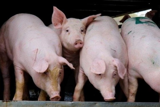 Giá heo hơi hôm nay 22/8: Đồng loạt giảm, nhiều tỉnh miền Trung – Tây Nguyên chạm đáy