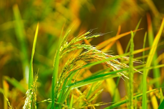 Giá lúa gạo hôm nay 22/8: Trong nước đi ngang, xuất khẩu Việt Nam lập kỷ lục mới