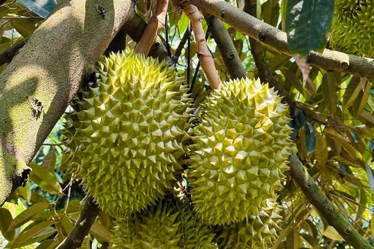 Giá sầu riêng hôm nay 22/8: Loại đẹp chạm ngưỡng kỷ lục, nông dân trúng lớn