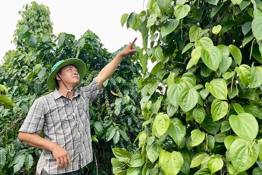 Nông dân Gia Lai biến "lộc xanh trái vụ" thành vàng, giá cao gấp đôi, khẳng định thương hiệu mới