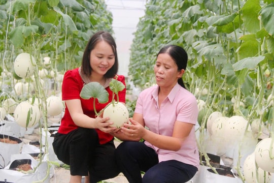 Không còn lam lũ chỉ biết đến lúa, nông dân Ninh Bình đang bước sang mùa vụ của những "trái vàng" khác biệt