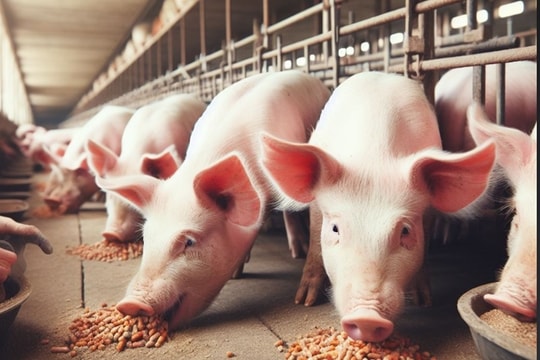 Giá heo hơi hôm nay 23/8: Miền Bắc giảm sâu, miền Trung xuống đáy mới