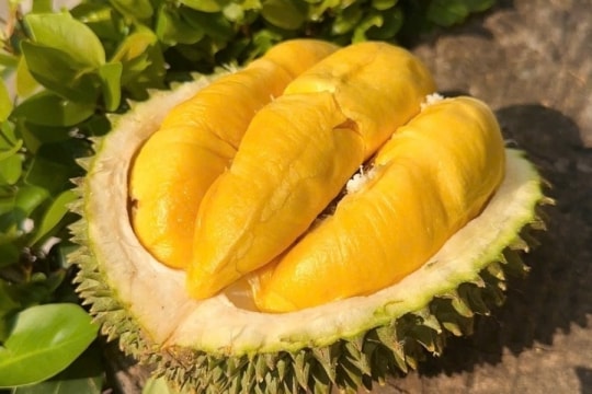 Giá sầu riêng hôm nay 23/8: Ổn định, loại Thái đẹp vẫn chạm 100.000 đồng/kg