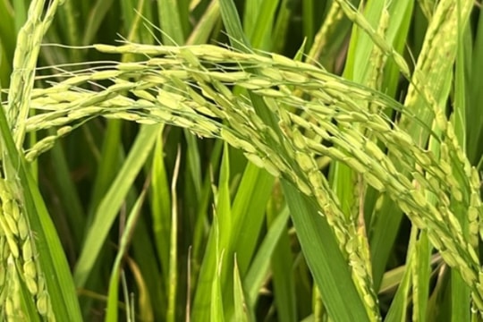 Giá lúa gạo hôm nay 24/8: Thị trường đi ngang, xuất khẩu giữ vị thế cao