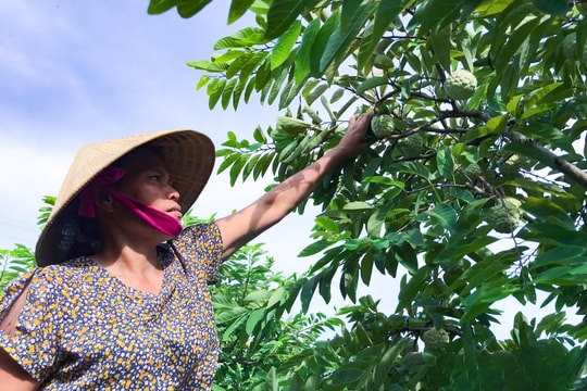 Bí quyết giúp nông dân Nghệ An biến loại quả từng suýt bị chặt bỏ thành cây hái ra tiền