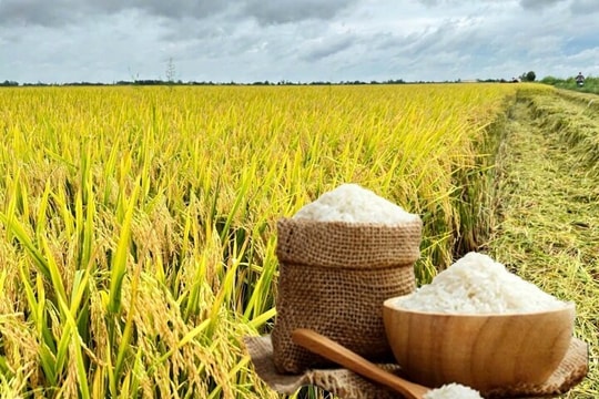 Giá lúa gạo hôm nay 25/8: Lúa giữ giá, gạo bất ngờ giảm nhẹ