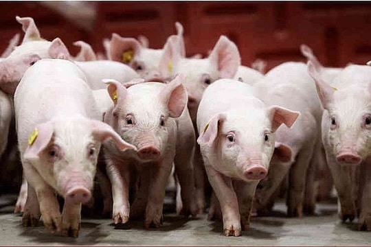 Giá heo hơi hôm nay 26/8: Giảm rải rác, thị trường nhiều biến động