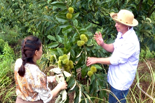 Thứ quả vỏ gai, hạt ngọt đang giúp nông dân Thái Nguyên làm nên thương hiệu đặc sản, càng ngày càng làm ra tiền