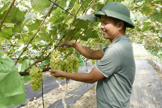 Nông dân Bắc Ninh mạnh dạn đưa giống quả đặc sản Đông Á về trồng, vụ đầu tiên đã thu về 700 triệu