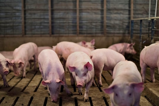 Giá heo hơi hôm nay 27/8: Miền Trung giảm sâu, miền Nam nối dài đà giảm