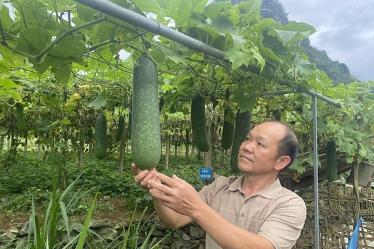 Nông dân Cao Bằng thu 400 - 500 triệu đồng/năm nhờ mô hình hữu cơ tuần hoàn độc đáo