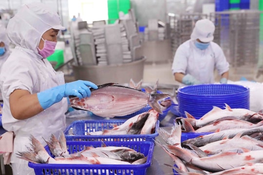 Ông lớn cá tra miền Tây vươn mạnh ở thị trường Mỹ và EU, nội địa và Trung Quốc lại "đi lùi"