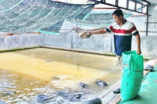 Nông dân An Giang nuôi hơn 1.300 con đặc biệt, giá bán cao, mỗi năm thu về cả tỷ đồng