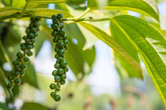 Cập nhật giá tiêu hôm nay 28/8: Tăng mạnh, cán mốc kỷ lục