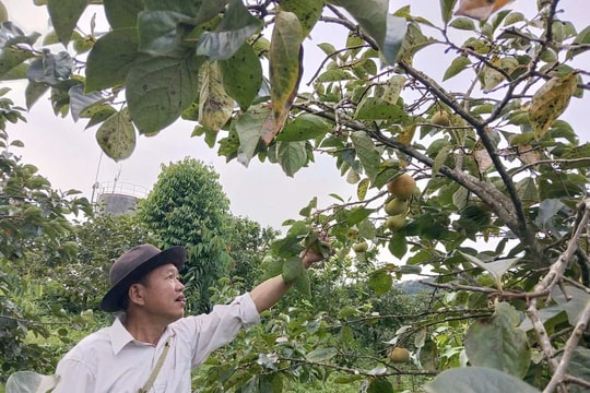 Nông dân Sơn La bất ngờ thu vài trăm triệu, mở hướng làm giàu mới với loại quả ngọt giòn, ít hạt