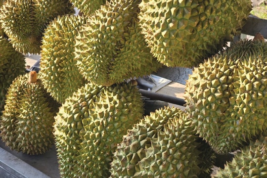 Giá sầu riêng hôm nay 30/8: Thương lái thu mua cao, bán lẻ rớt giá “bao ăn” gây sốc