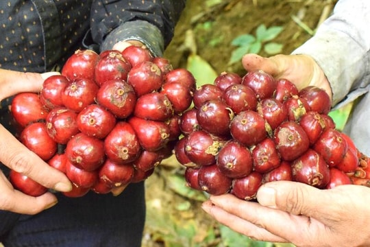 Nông dân Sơn La trồng giống quả lạ Tây Bắc, nhẹ nhàng mang về hàng trăm triệu đồng mỗi năm