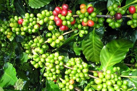 Giá cà phê hôm nay 31/8: Nội địa đi ngang, Arabica tăng kỷ lục