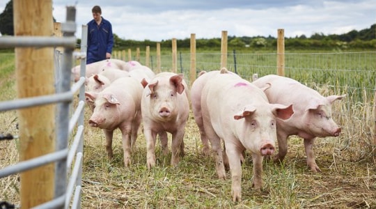 Giá heo hơi hôm nay 1/9: Thị trường thận trọng, biến động nhẹ cục bộ