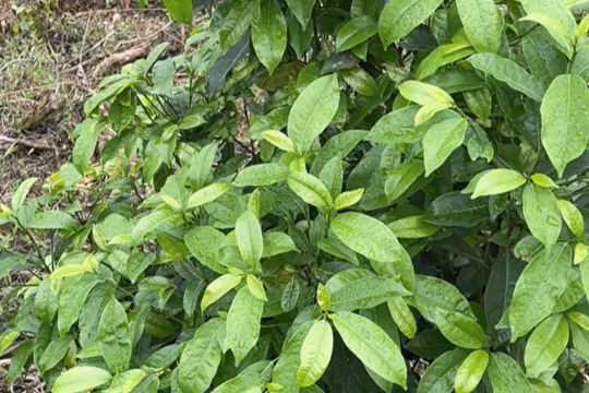 Loại rau rừng giàu dinh dưỡng giúp thanh lọc cơ thể, chống lão hóa, tăng sức đề kháng