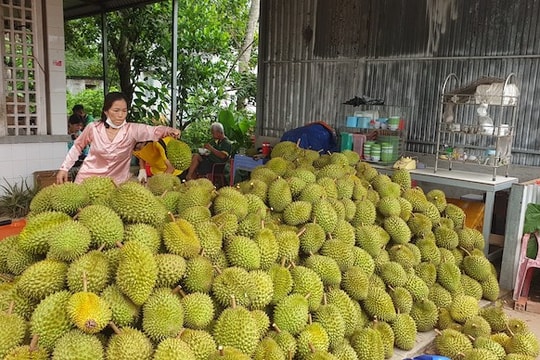 Giá sầu riêng hôm nay 3/9: VIP chạm đỉnh, xuất khẩu đối mặt rủi ro lớn