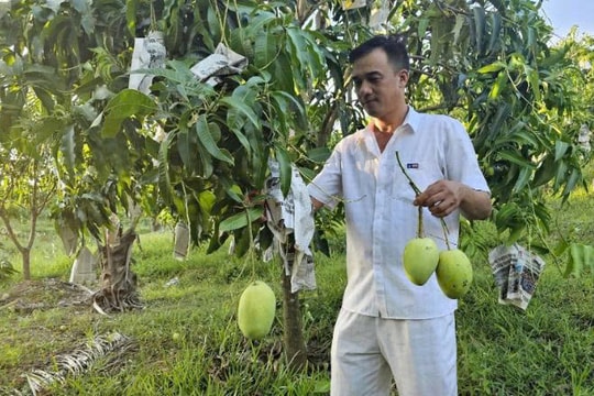 Nông dân Quảng Trị bỏ rừng keo, mạnh dạn xuống tiền tỉ cho giống cây lạ, giờ năm nào cũng lãi to