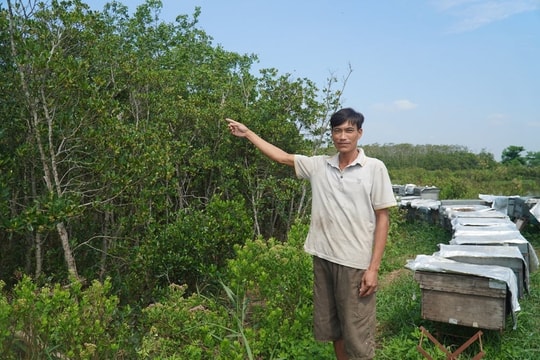 Nông dân Thanh Hóa nuôi thứ "vo ve" giữa rừng ngập mặn, thu hàng trăm triệu mỗi năm