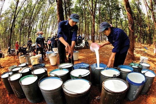 Nắm quỹ đất khổng lồ, một doanh nghiệp cao su chuyển mình sang ‘nghề tay trái’