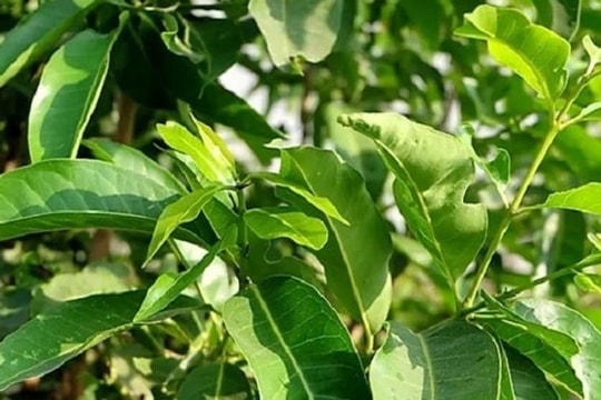 Loại nước tốt cho gan, tiêu hóa, giảm mỡ máu nhưng 3 nhóm người tuyệt đối không nên uống