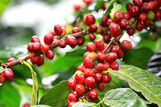 Cập nhật giá cà phê hôm nay 4/9: Đắk Nông giảm mạnh, tâm lý thị trường lung lay