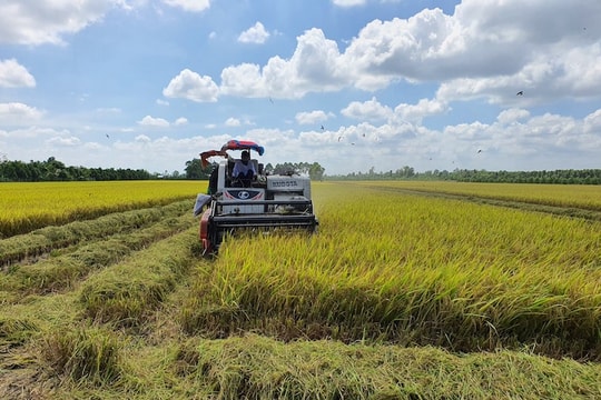 Giá lúa gạo hôm nay 5/9: Trong nước ổn định, xuất khẩu vượt 6,3 triệu tấn