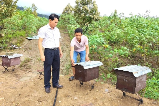 Nông dân Quảng Ngãi bỏ thói quen cũ, nay "làm giàu với rừng" nhận lại nguồn thu nhập gấp 10 lần