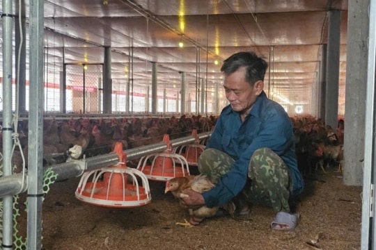 Câu chuyện làm giàu đầy phi thường từ con gà của người nông dân Quảng Trị