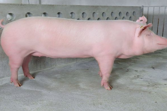 Giá heo hơi hôm nay 6/9: Miền Bắc tiếp tục đi lên, miền Trung đồng loạt tăng giá